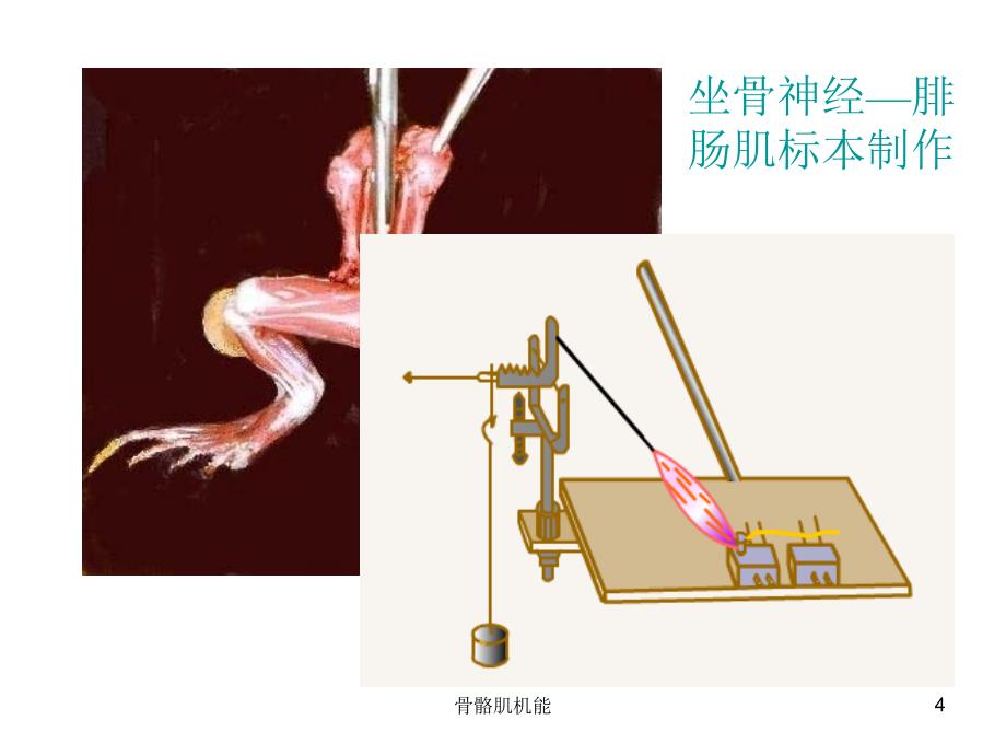 骨骼肌机能课件_第4页