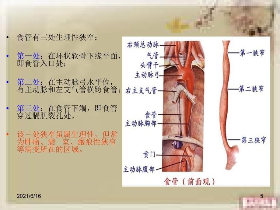 食管癌的教学查房_第5页