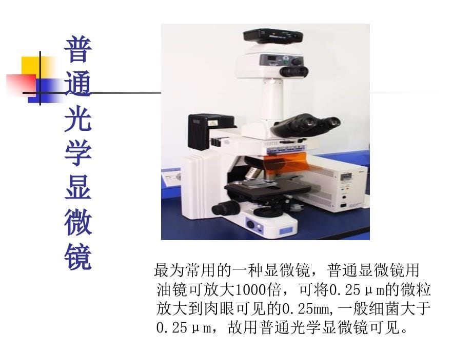 最新细菌的形态学检查_第5页