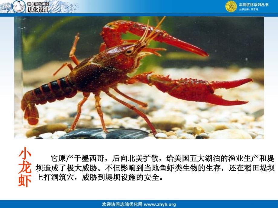 19生物入侵者课件_第1页