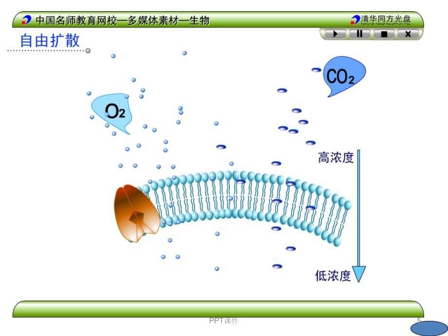 物质跨膜运输方式课件_第5页