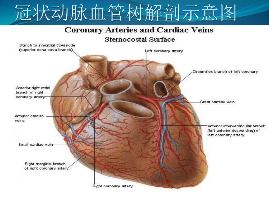 冠心病诊断和治疗_第4页