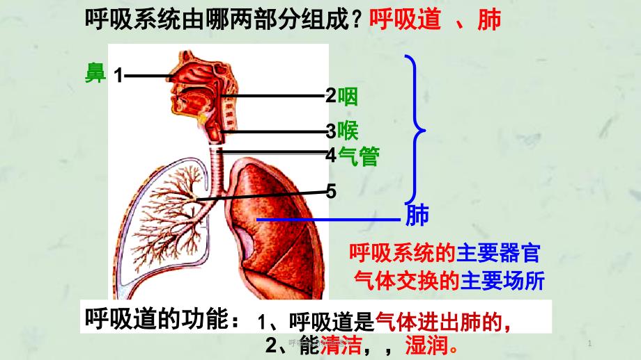 呼吸运动和肺通气课件_第1页