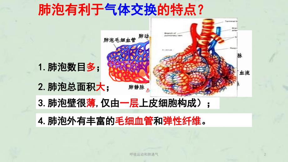 呼吸运动和肺通气课件_第2页