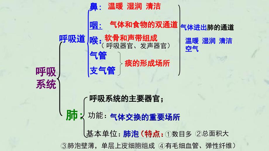 呼吸运动和肺通气课件_第3页