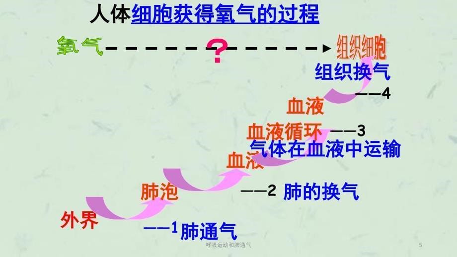 呼吸运动和肺通气课件_第5页