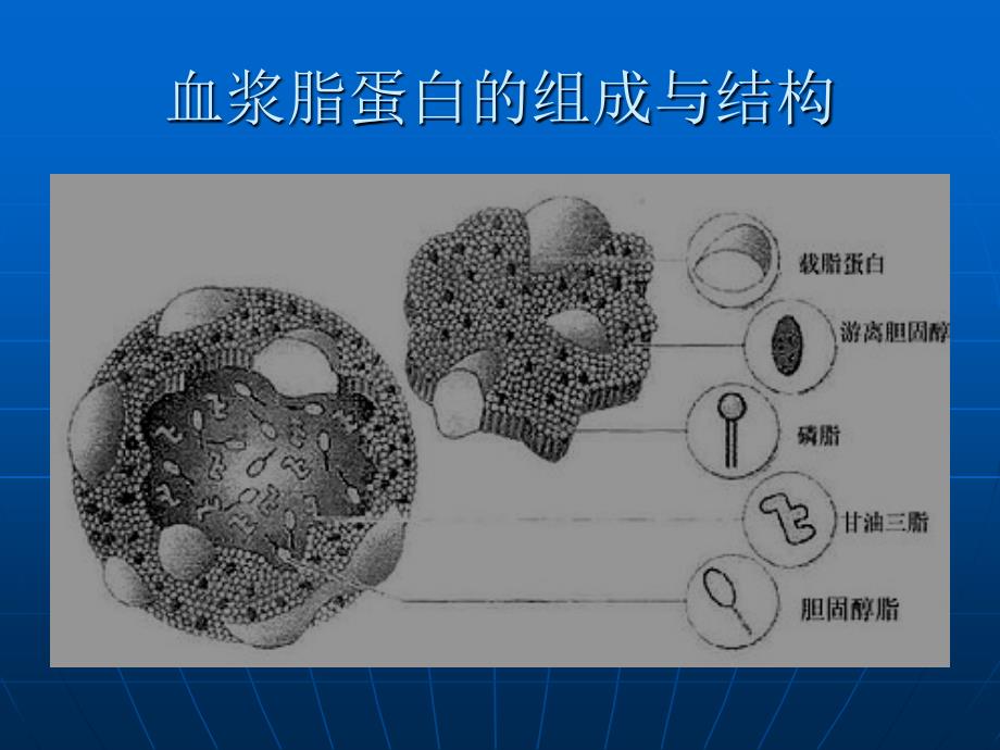 血脂检测方法及临床意义_第3页