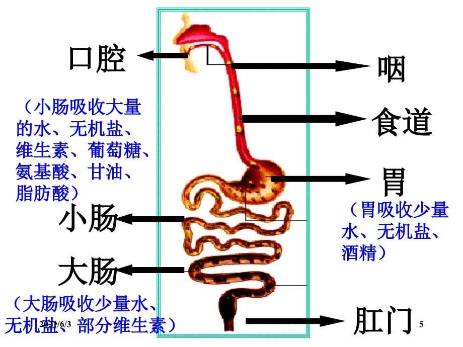 小肠是消化和吸收的主要器官PPT优秀课件_第5页