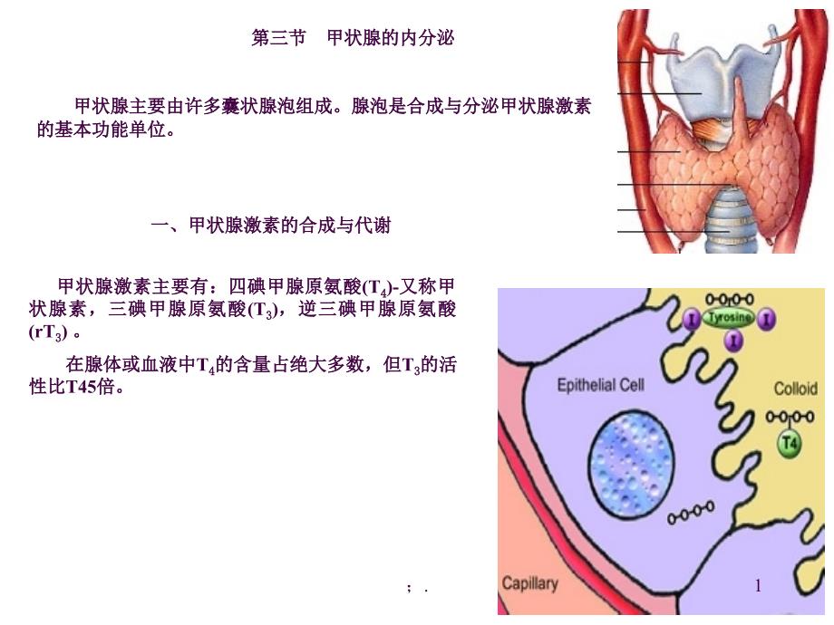 内分泌ppt课件_第1页