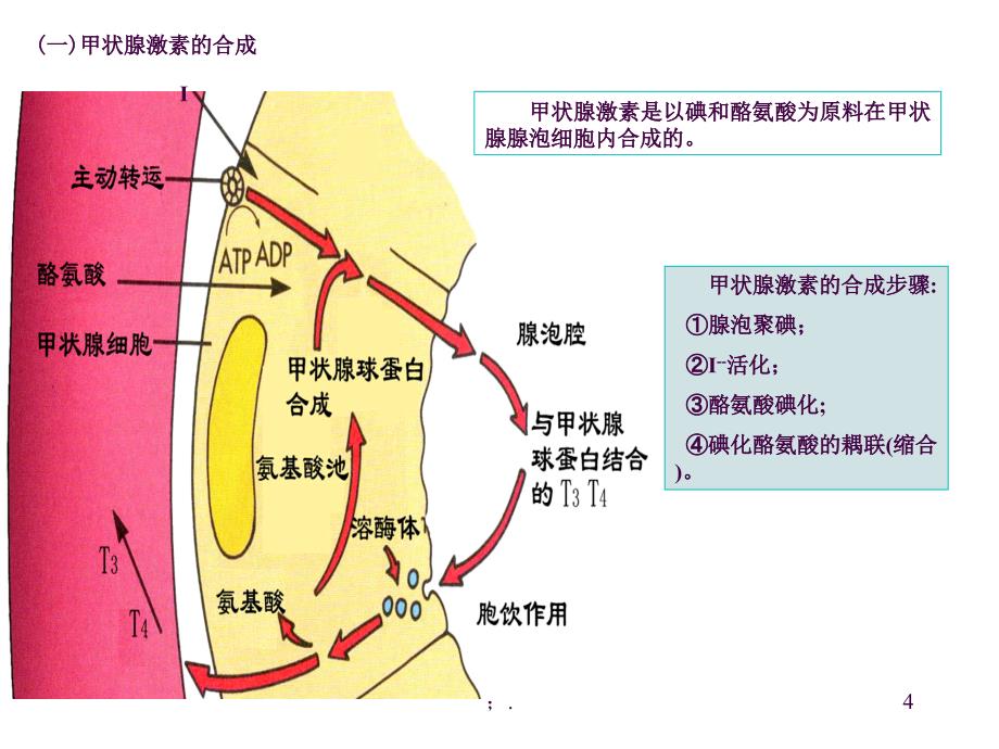 内分泌ppt课件_第4页