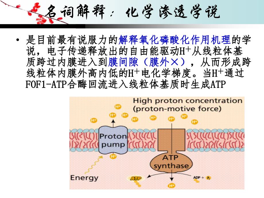 生物化学考前辅导班课件_第4页