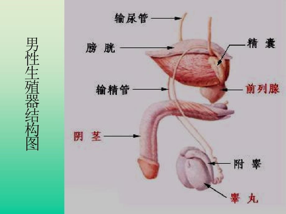 青少年性与生殖健康.ppt_第5页