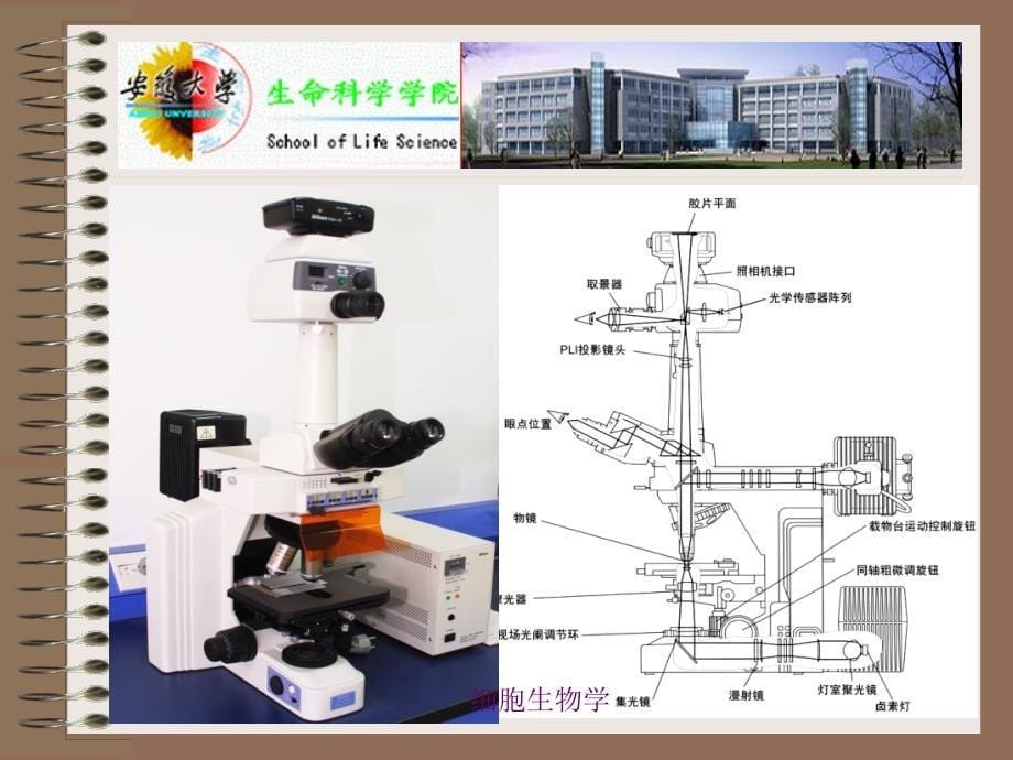 细胞生物学翟中和第三版第三章_第5页