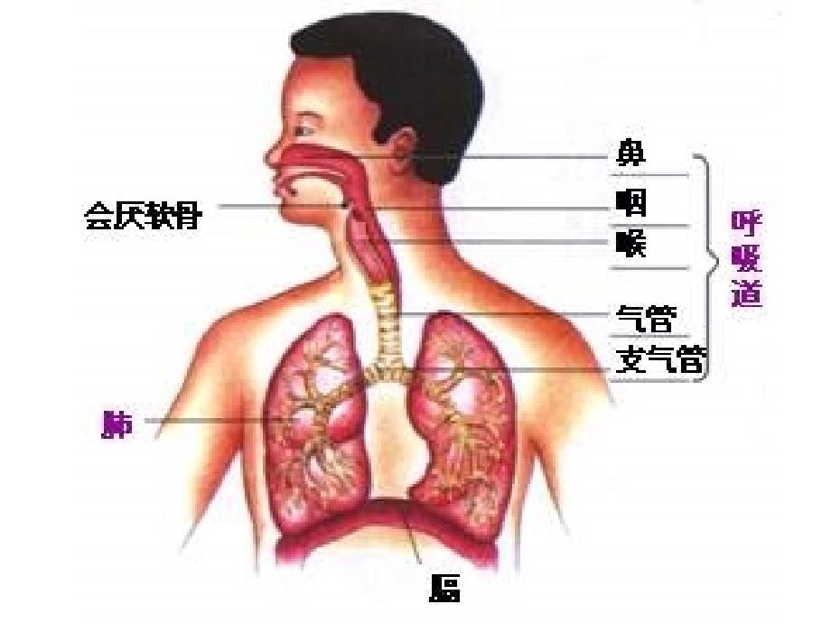 人教版生物七年级下册_第4页