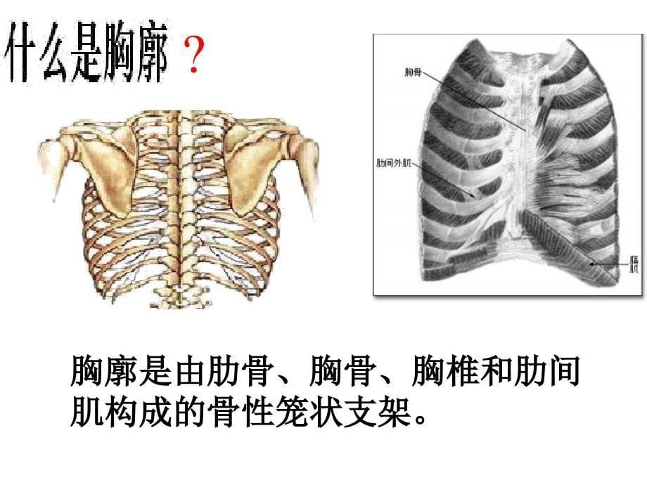 人教版生物七年级下册_第5页