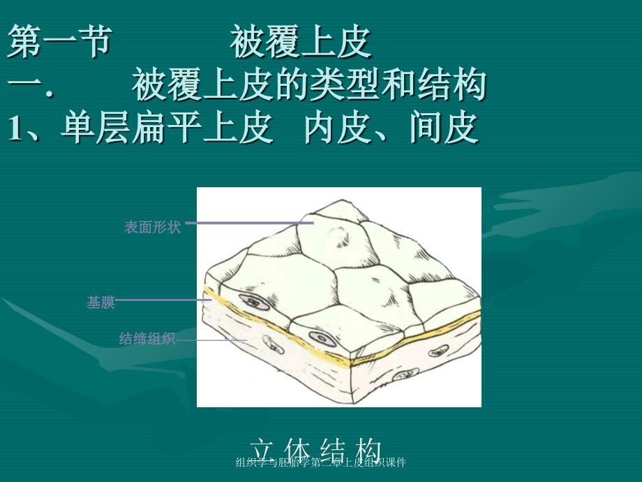 组织学与胚胎学第二章上皮组织课件_第3页