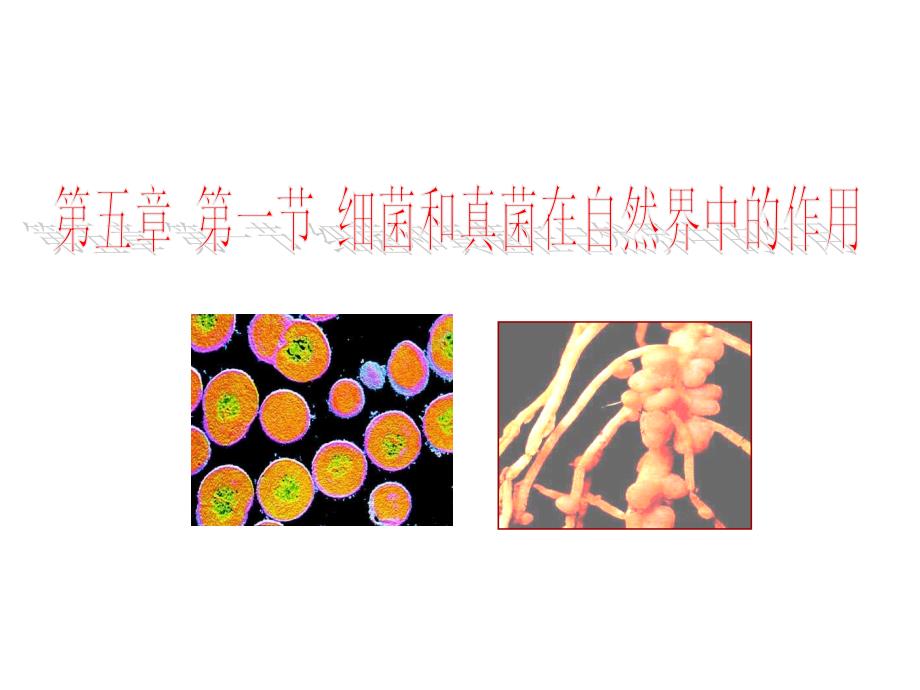 人教版八上第四章第四节细菌和真菌在自然界中的作用课件_第1页