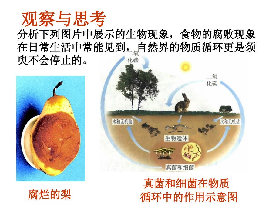 人教版八上第四章第四节细菌和真菌在自然界中的作用课件_第3页