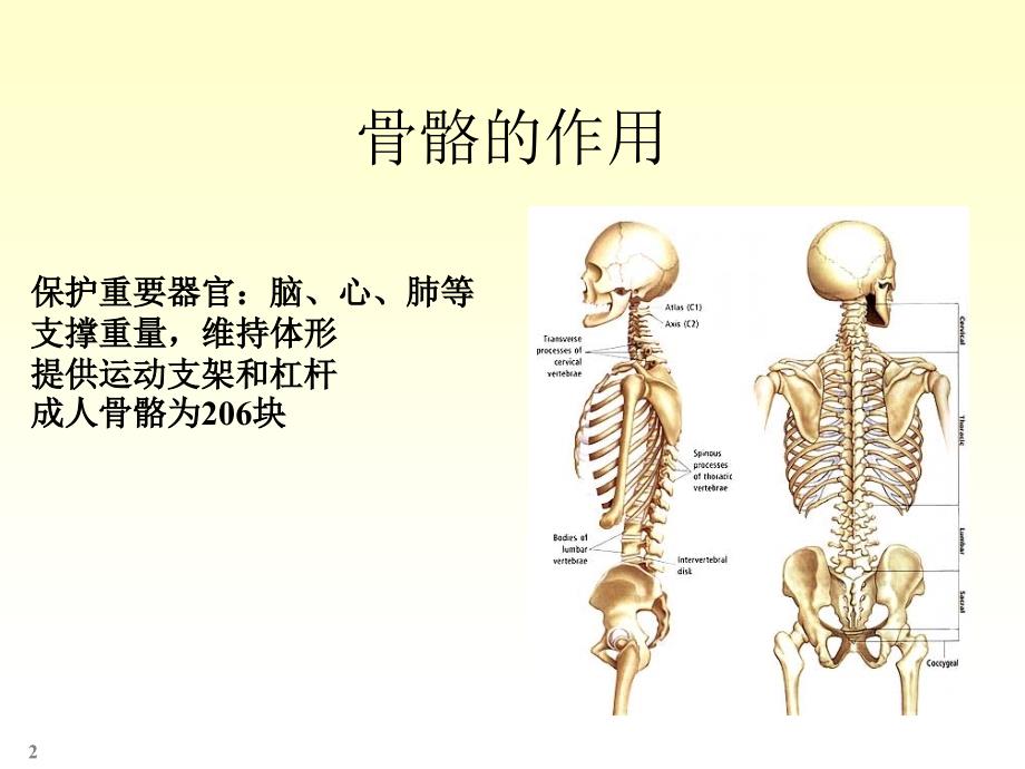 四肢骨骼解剖和骨折_第2页