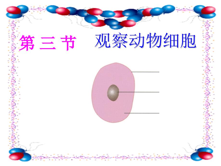 细胞是生命的基本单位动物细胞.ppt_第1页