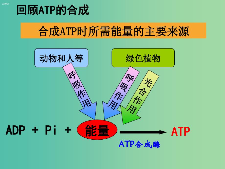 高中生物 第五章 第3节 ATP的主要来源-细胞呼吸课件 新人教版必修1.ppt_第2页