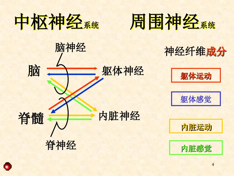 总论脊髓参考PPT_第4页