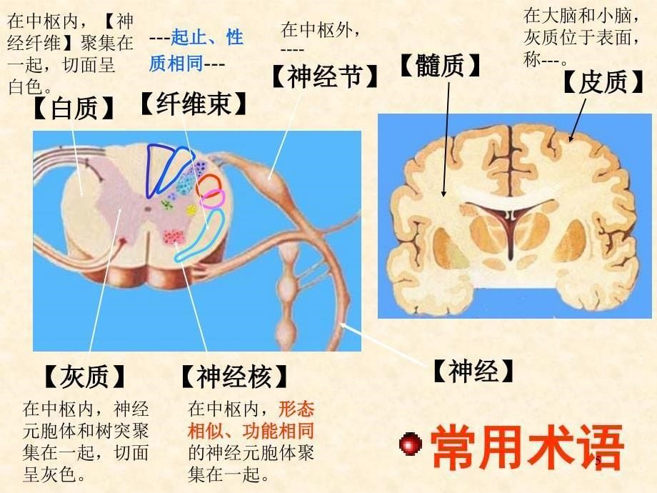 总论脊髓参考PPT_第5页