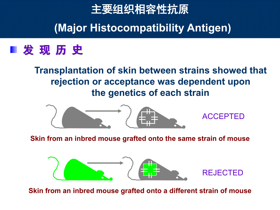 主要组织相容性复合体MHC_第2页