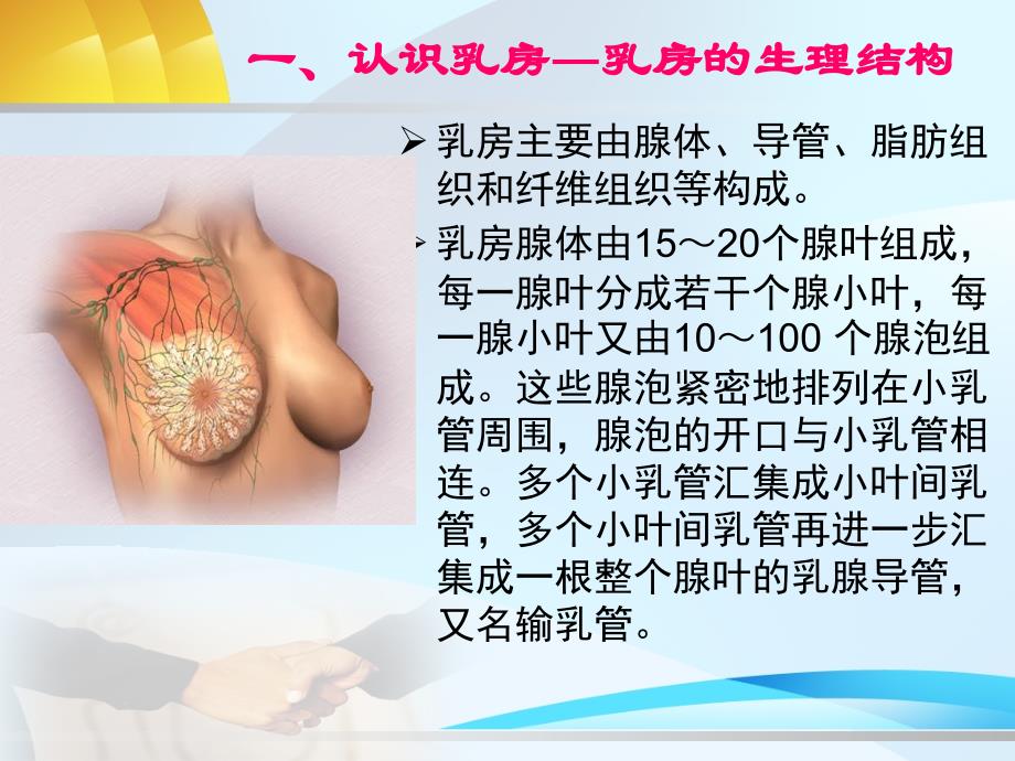 乳腺相关知识PPT课件_第2页