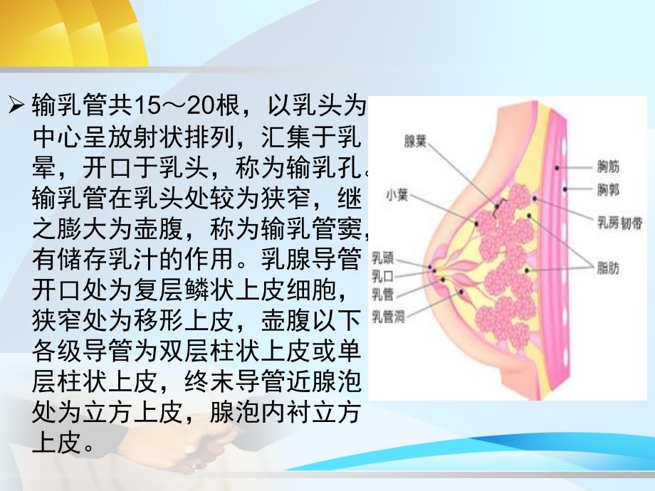 乳腺相关知识PPT课件_第3页