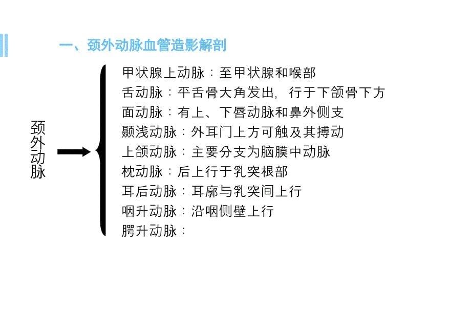 血管解剖学ppt参考课件_第5页