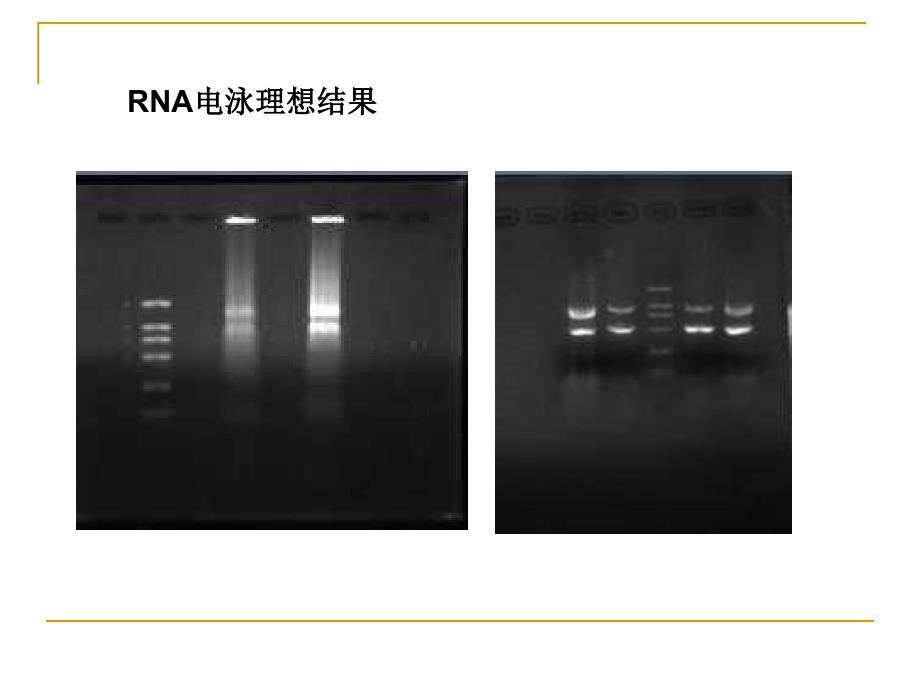 实验六 PCR反应_第2页