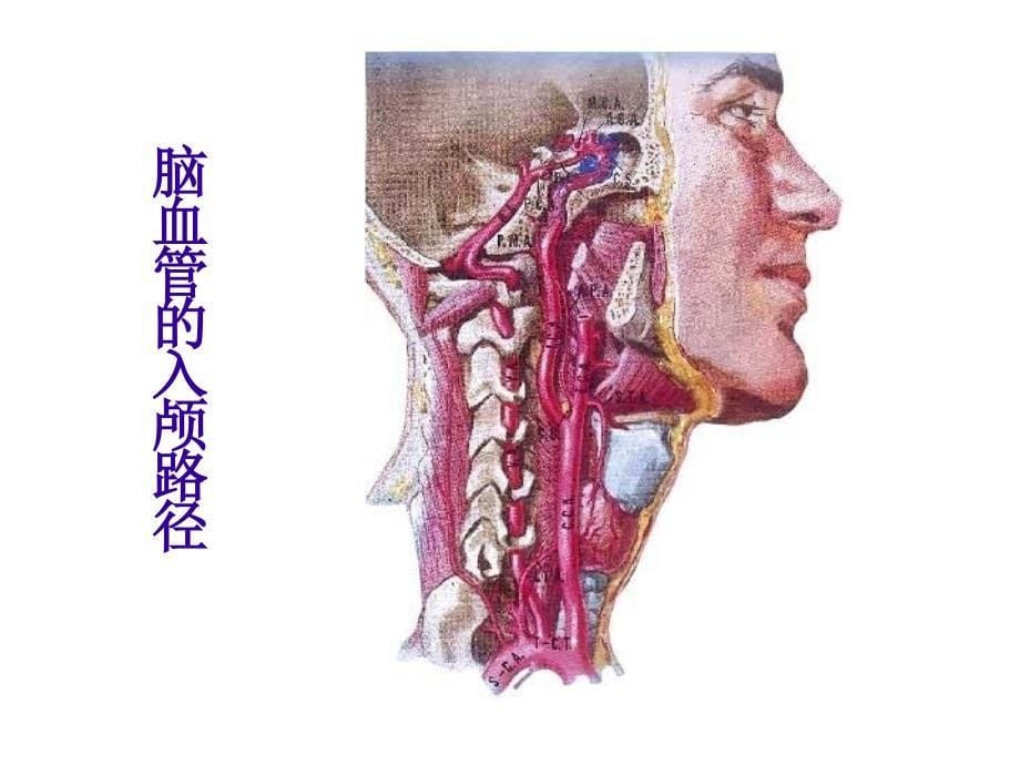 神经病学课件上海交大_第5页