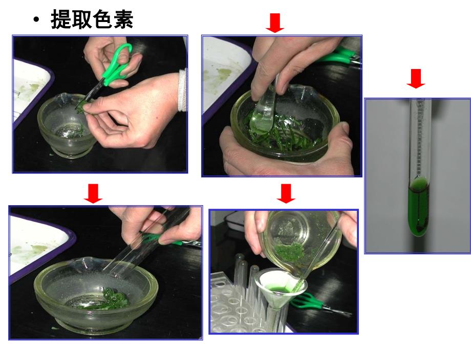 色素的提取和分离_第2页