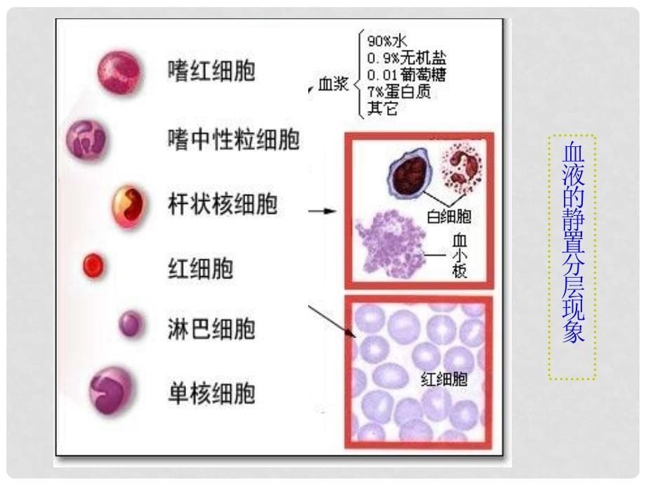 内蒙古自治区赤峰市元宝山区二中高二生物 细胞生活的环境课件_第5页