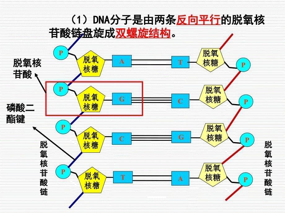 第2节基因工程及其应用课件_第5页