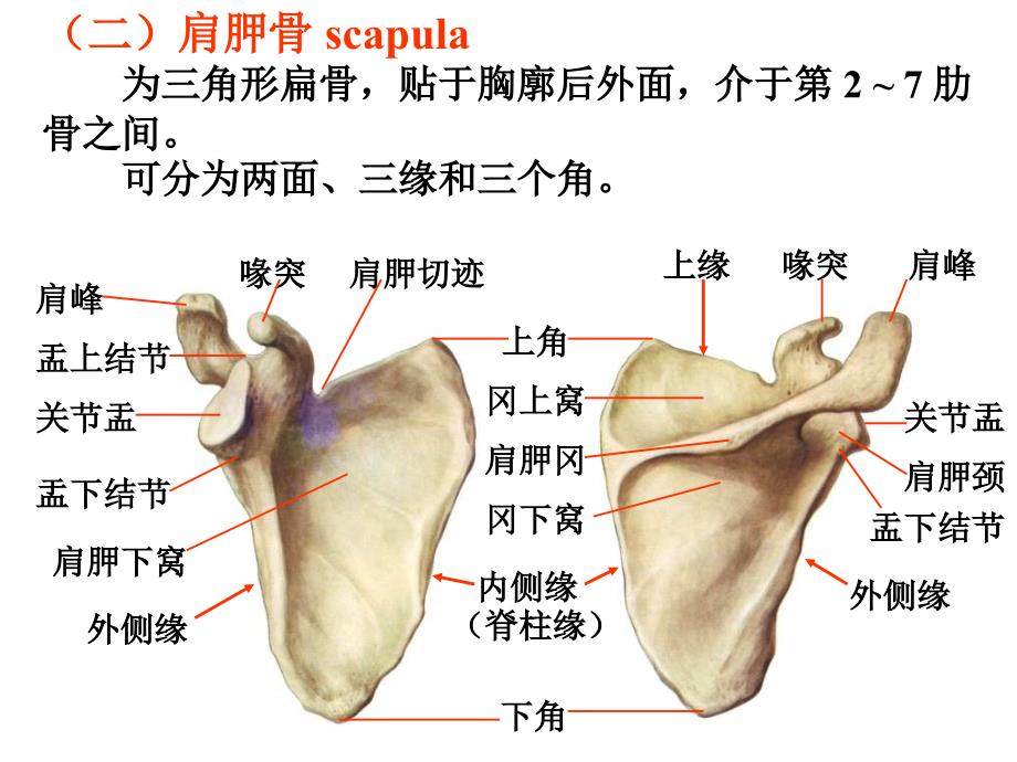 上肢骨及其连结课件_第4页