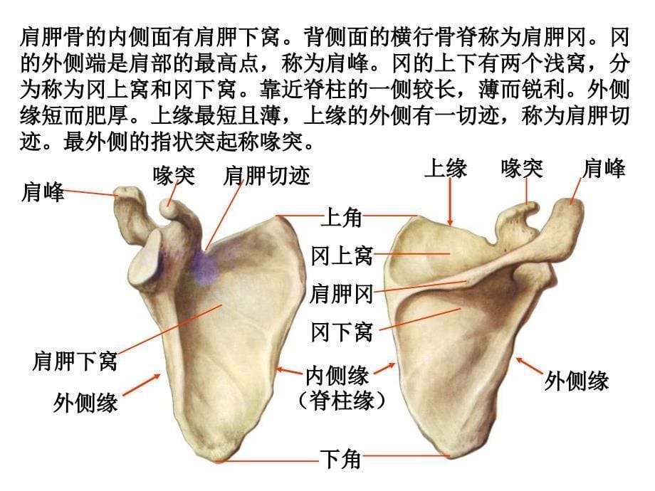 上肢骨及其连结课件_第5页