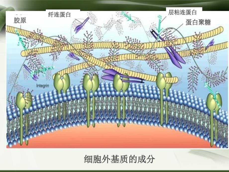 第5章-细胞外基质课件_第2页