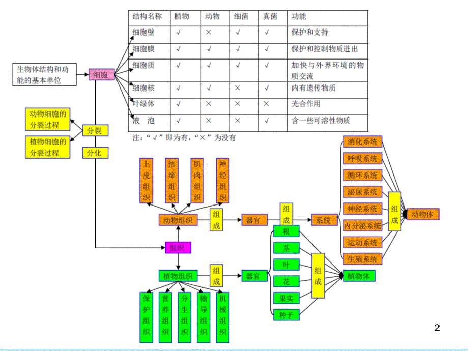 初二生物复习思维导图ppt课件_第2页