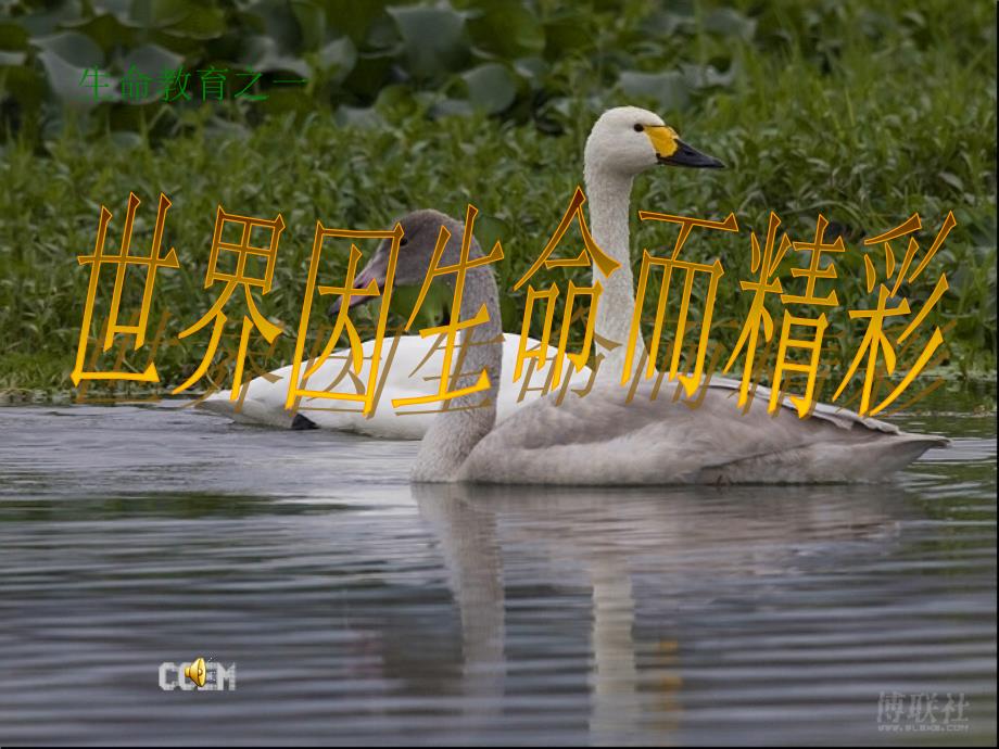 珍爱生命-课件-ppt_第2页