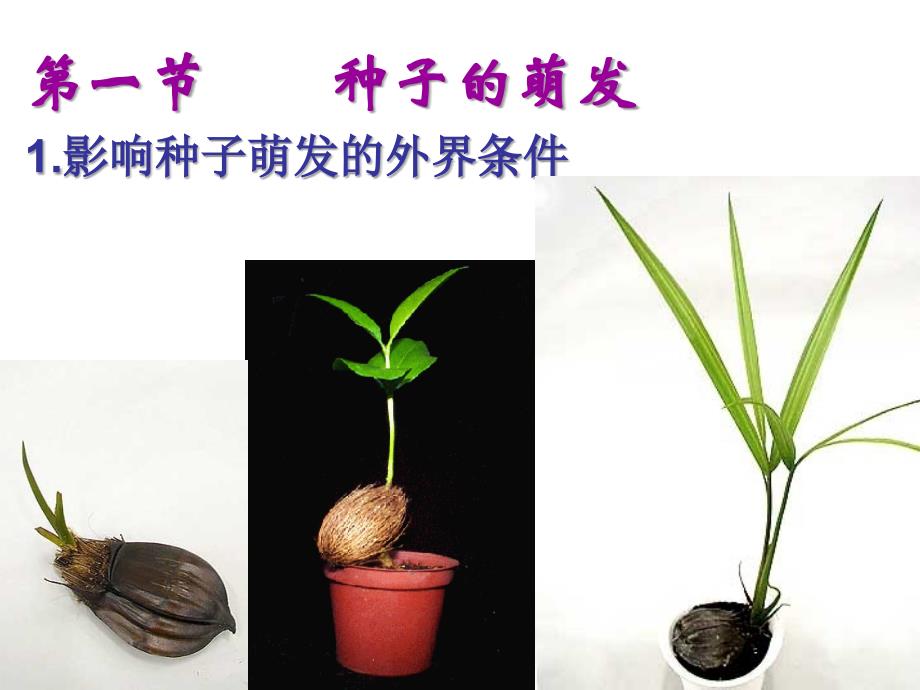 精品课程《植物生理学》课件 10 植物的生长生理_第3页