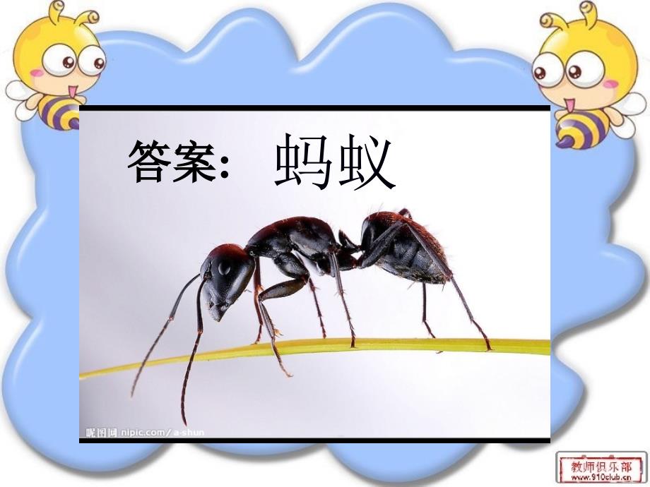 2-5《蚂蚁》课件_第3页