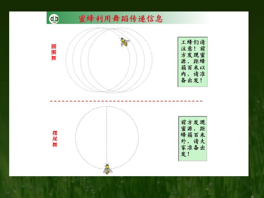 生态系统的信息传递_第3页