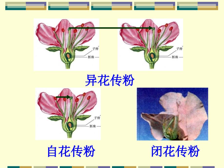 人教版教学课件高二生物课件基因的分离定律_第4页