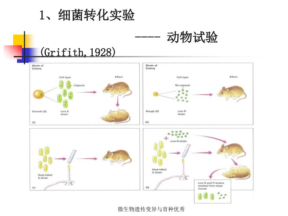 微生物遗传变异与育种优秀课件_第4页