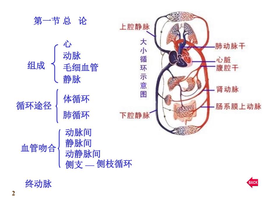 《心血管系统心脏》PPT课件_第2页