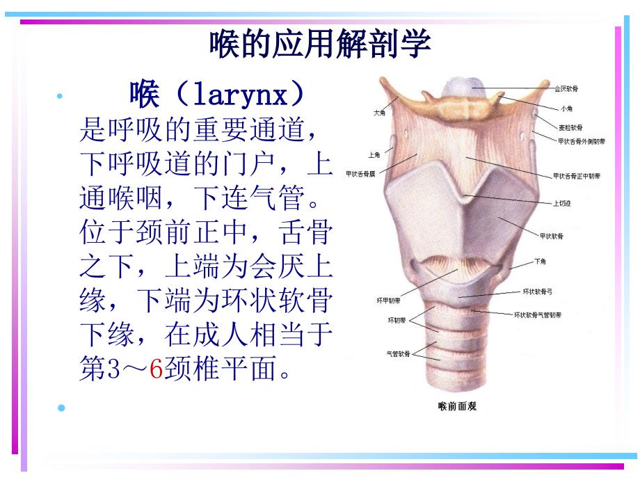 喉的应用解剖学及生理学PPT课件_第2页