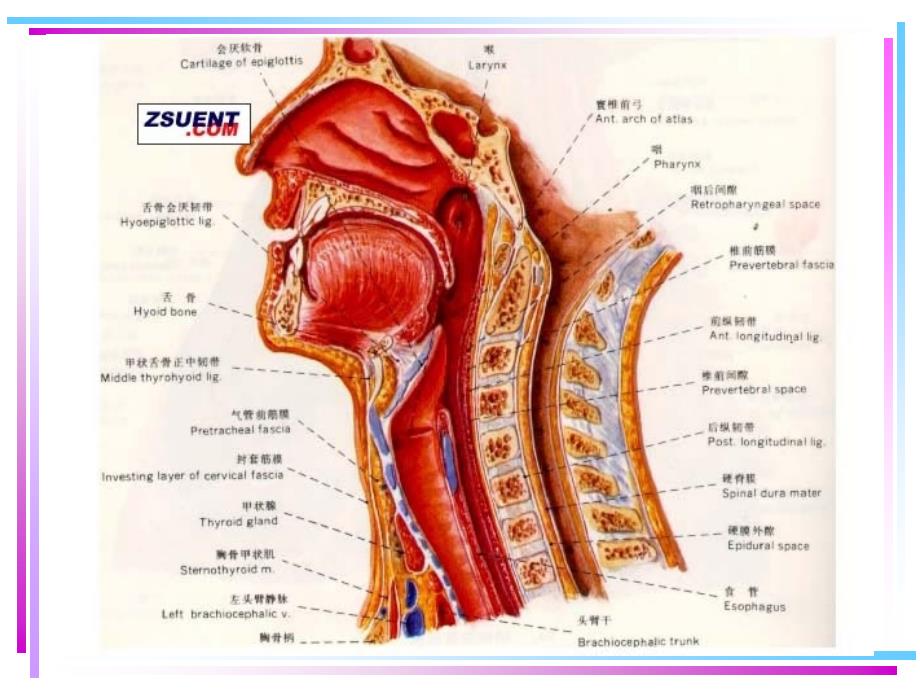 喉的应用解剖学及生理学PPT课件_第3页