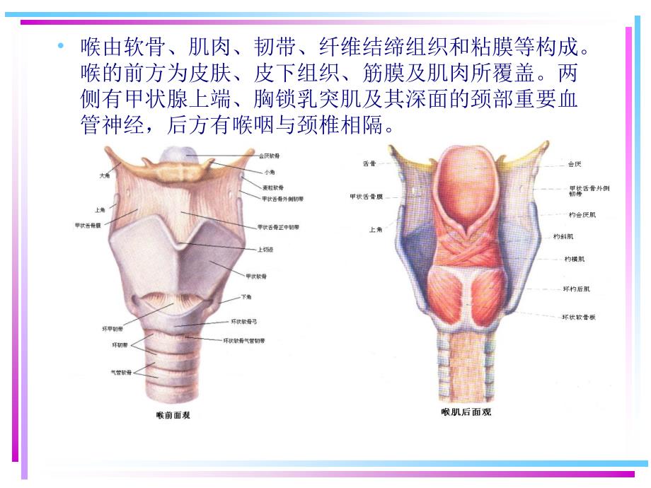 喉的应用解剖学及生理学PPT课件_第4页